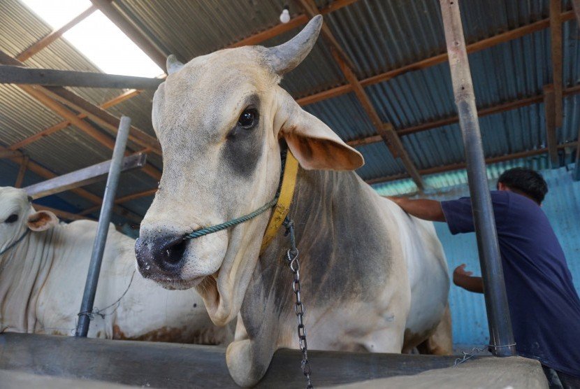 Ardiansyah Harap Penyembelihan Hewan Kurban di Kutim Ikuti Prokes!