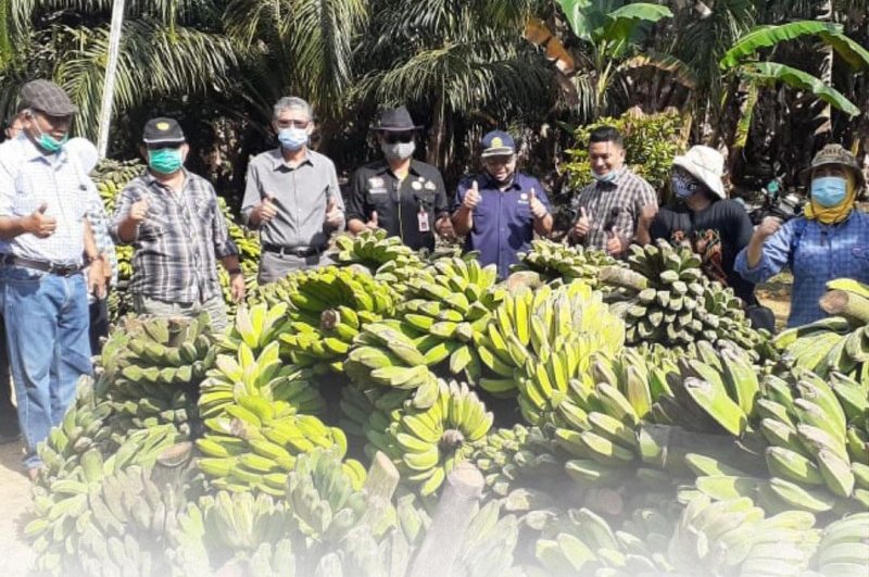 Kutai Timur Sentra Pisang Kaltim