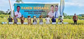 Panen Bersama Perbanyakan Benih Padi Genjah Cakrabuana 