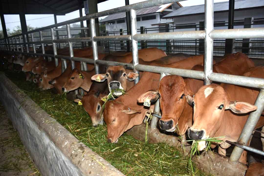 Kaltim Stop Pengiriman Sapi Dari Pulau Jawa