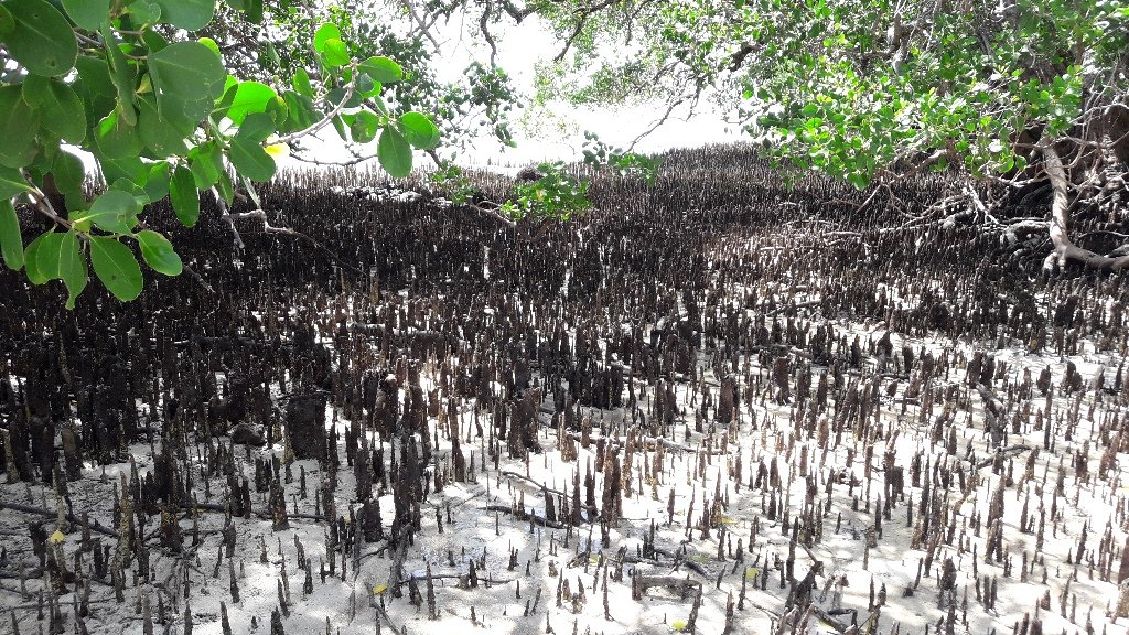 Posisi Strategis Mangrove dalam RTRW Kabupaten Berau